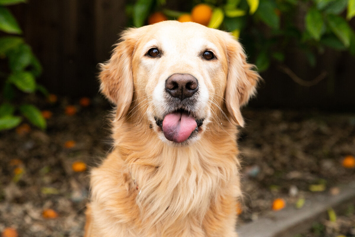 Pet Photography - Immortalize the Paw Prints on Your Heart