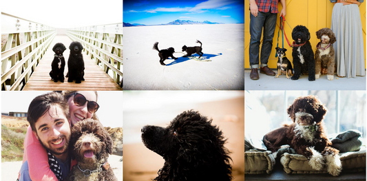 Pet Photography - Immortalize the Paw Prints on Your Heart