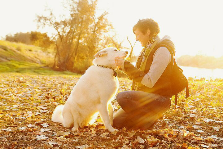 Pet Photography - Immortalize the Paw Prints on Your Heart