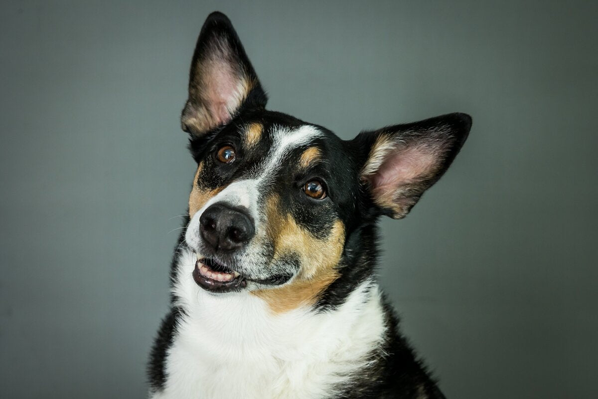 Pet Photography - Immortalize the Paw Prints on Your Heart